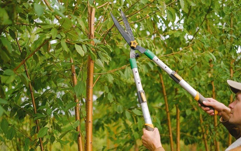 Tree trimming in Wannaska, MN
